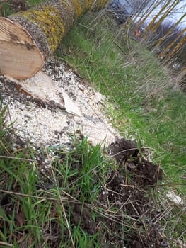 A sawn off tree lies on the ground.