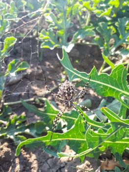 agriopa spider in his hunting net. agriopa spider in his hunting net. Argiope bruennichi