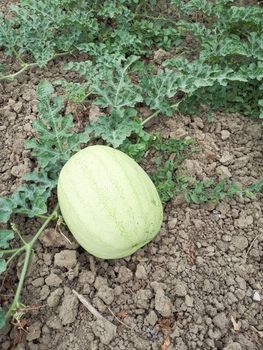An unripe watermelon on the bed. White watermelon.
