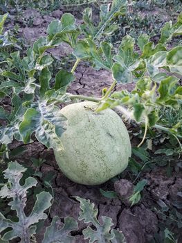 An unripe watermelon on the bed. White watermelon.