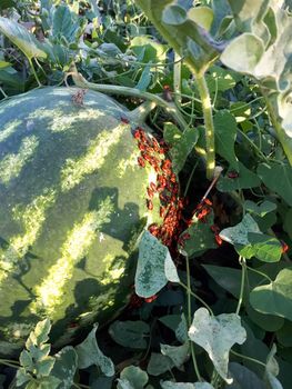 Bedbugs soldiers on a green watermelon. Colony of bugs of soldiers.