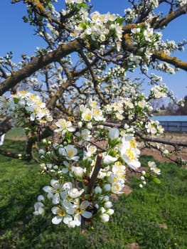 Blossoming apple orchard in spring. Blossoming apple orchard in spring.