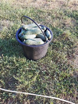 Bucket with cucumbers on the grass. Harvesting cucumbers.