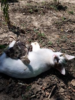 Cat and kitten are resting on the ground. Cat and kitten games