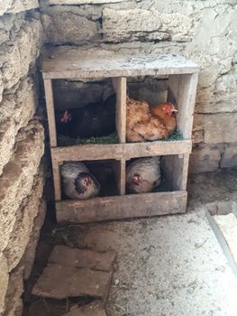 Chickens in nests in the chicken coop. The chickens are being demolished.