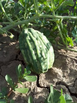 Dried watermelon fruit on a whip in a field. drought on the field.