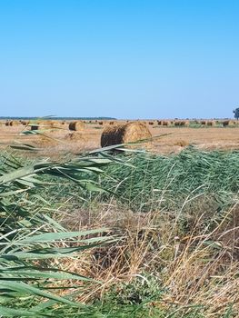 Hay and bales of hay on the field against the blue sky.