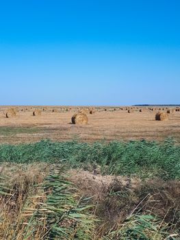 Hay and bales of hay on the field against the blue sky.