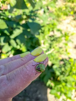 Klop on the finger. Vegetable pest green bedbug. Halyomorpha halys