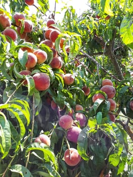 Large ripe peach fruits on branches. Peach in the garden.