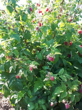 Raspberry bush with large berries on it.