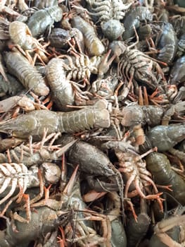River crayfish. Delicate crayfish Kua river crayfish in a bucket. Caught crayfish.