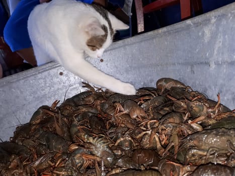 River crayfish. Delicate crayfish The cat is trying to catch river cancer.