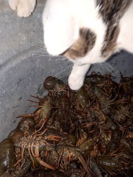 River crayfish. Delicate crayfish The cat is trying to catch river cancer.