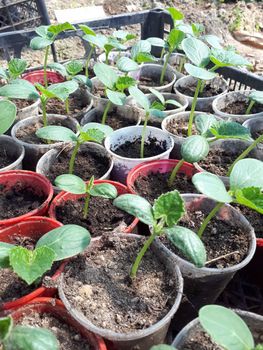 Seedlings of cucumbers in glasses in a greenhouse.