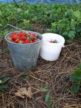 Strawberry berries in a bucket on a strawberry bed.