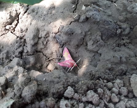 The bravery is pink. Pink butterfly on the ground.
