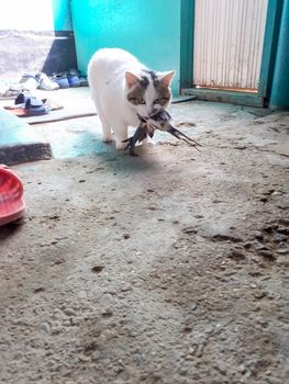 The cat caught a swallow. The cat is eating a bird.