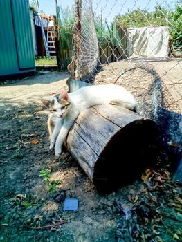 White cat is resting lying on a stump. cat in the yard.
