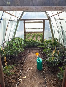 Tied tomatoes in a greenhouse. Growing vegetables in a greenhouse.