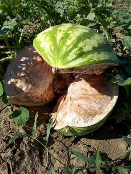 Watermelon with a crack on the field, damage to watermelon.