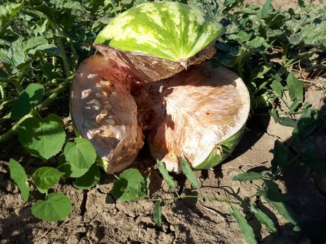 Watermelon with a crack on the field, damage to watermelon.