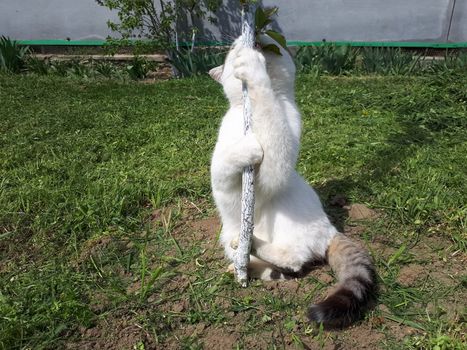 White cat hugs a tree trunk. The cat is playing in the garden.