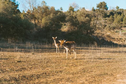 Deer grazing on the mountain with a nice sunset