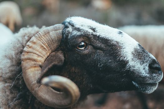 Beautiful horned goat eating grass in the mountains