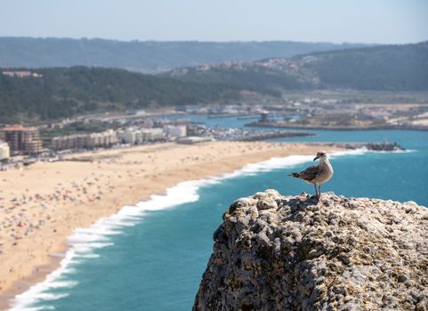 Single seagull on rocky ledge above the crowded beach of Nazare with tourists relaxing on the sand