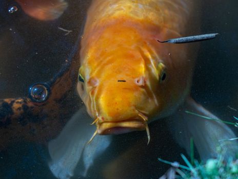 Single golden Midas Cichlid fish looking for food in the lake at the Byodo-In temple on Oahu, Hawaii