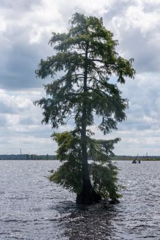 Solitary trees in the lake at the Great Dismal Swamp in Virginia