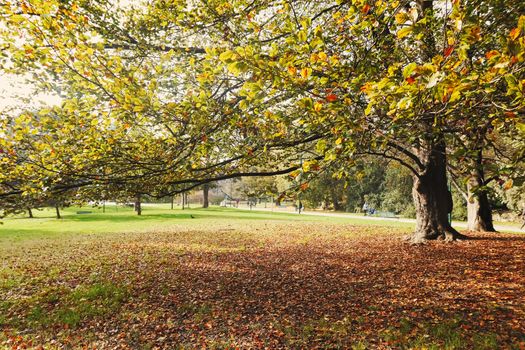 Autumn nature in park, fall leaves and trees outdoors, beautiful season in Milan, Lombardy region in Northern Italy