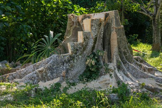 Tree stump of large tropical tree cut into steps after the main trunk was removed by saws