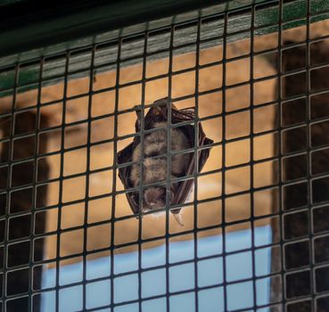 Bats eat the insects around the books in the Johannine Library of the University of Coimbra in Portugal