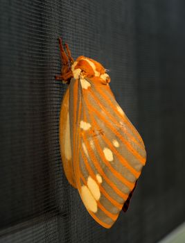 Macro image of a large Regal Moth known as Citheronia Regalis which landed on the window screen in West Virginia