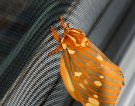 Macro image of a large Regal Moth known as Citheronia Regalis which landed on the window screen in West Virginia