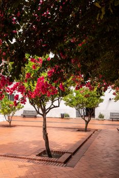 Cloisters and flowering trees in courtyard of Sao Vicente de Fora church in Alfama district