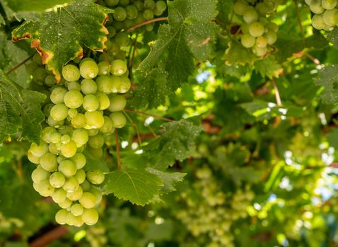Bunches of green grapes for wine production line the hillsides of the Douro valley in Portugal