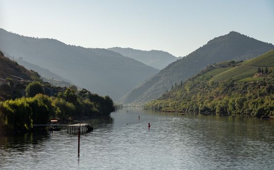 River Douro flowing through narrow gorge with terraces of wines and vineyards on the banks in Portugal near Pinhao