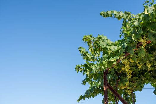 Bunches of green grapes for wine production line the hillsides of the Douro valley in Portugal