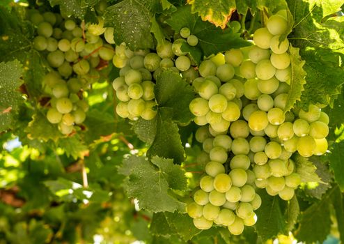 Bunches of green grapes for wine production line the hillsides of the Douro valley in Portugal