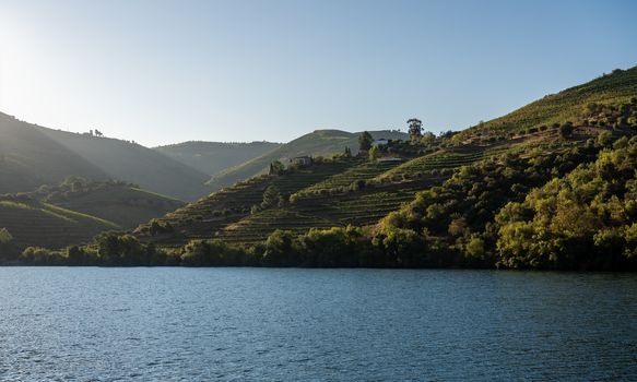 Terraces of wines and vineyards on the banks of the calm River Douro in Portugal near Pinhao