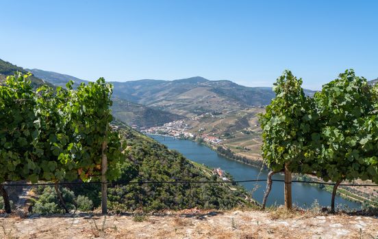 Terraces of grape vines for port wine production line the hillsides of the Douro valley in Portugal