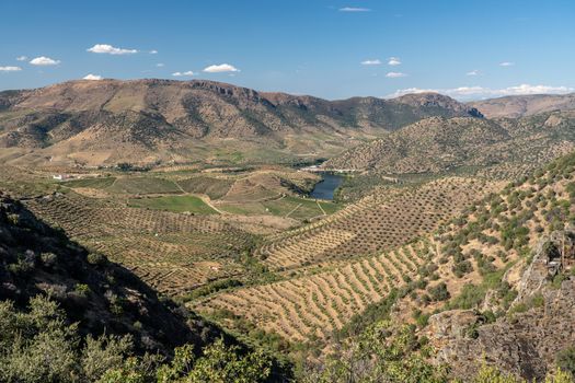 Terraces of grape vines for port wine production line the hillsides of the Douro valley at Barca de Alva in Portugal