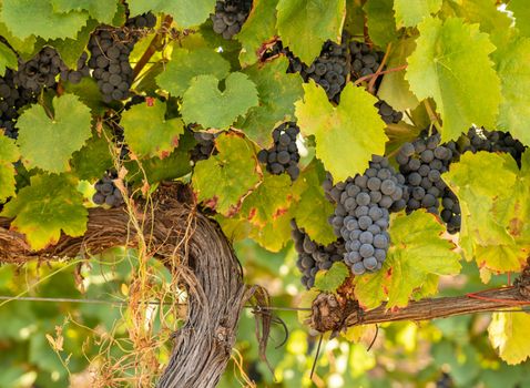 Bunches of black or red grapes for port wine production line the hillsides of the Douro valley in Portugal