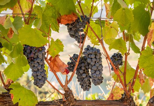 Bunches of black or red grapes for port wine production line the hillsides of the Douro valley in Portugal