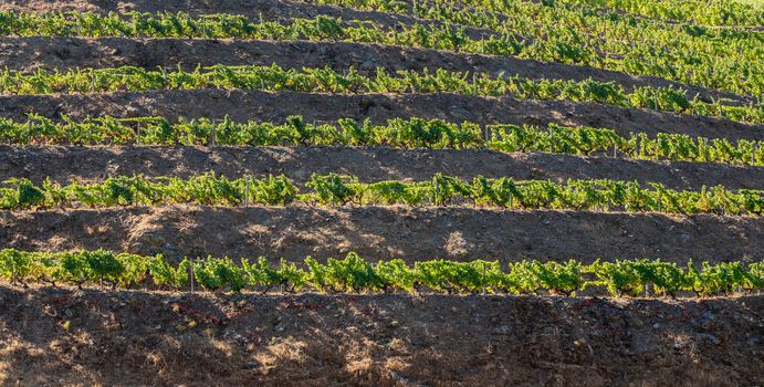 Vineyards line the hillsides of the river Douro in Portugal in a major port wine district