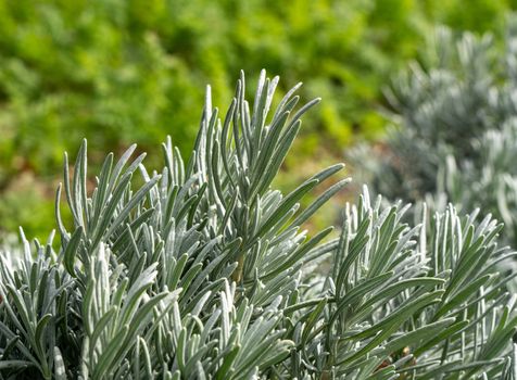 Close up of lavender bush and leaves in front of vegetables and herbs growing in rural kitchen garden
