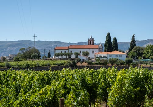 Mateus church tower hidden behind vines in vineyard in Vila Real Portugal